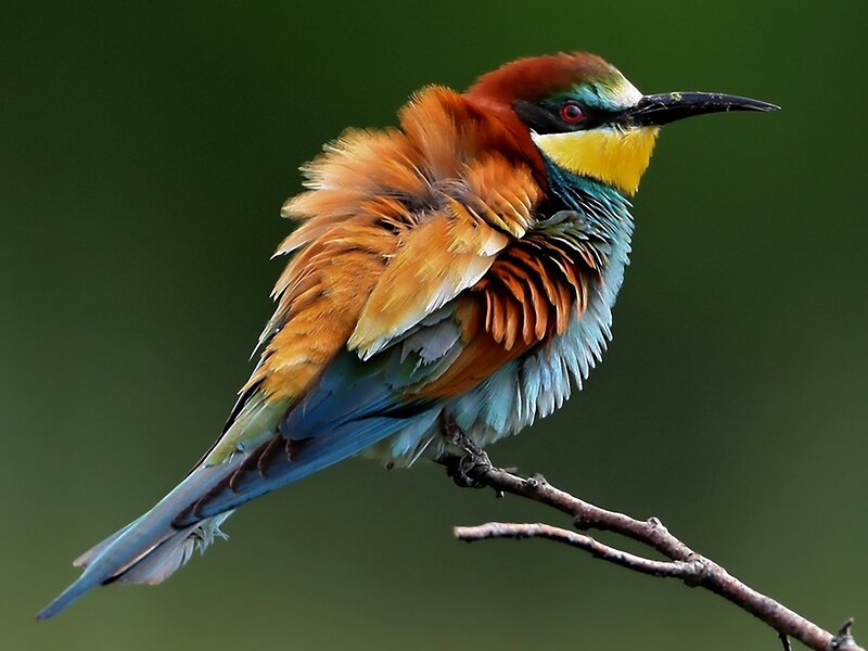 Colorful Bee-eater Bird — Green, Calm