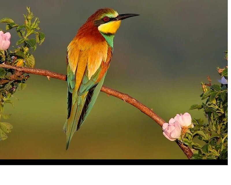 Colorful Bee-eater Bird — Green, Serene, Morning
