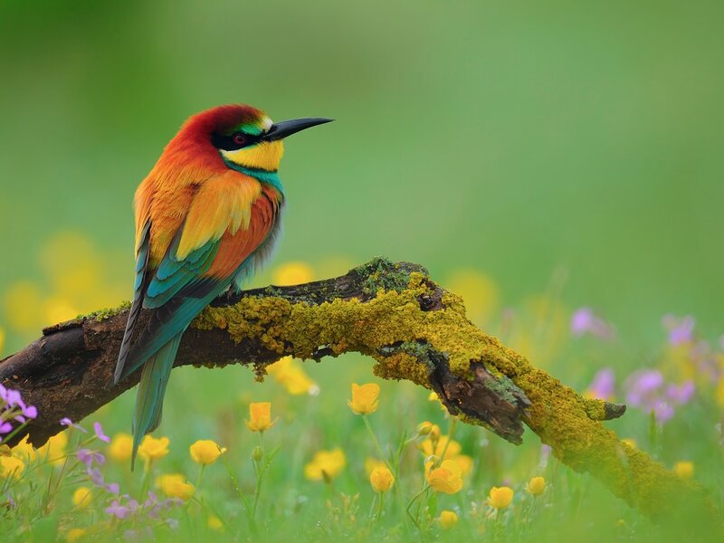 Colorful Bee-eater Bird — Green, Serene, Spring, Photograph, Branch, Flowers