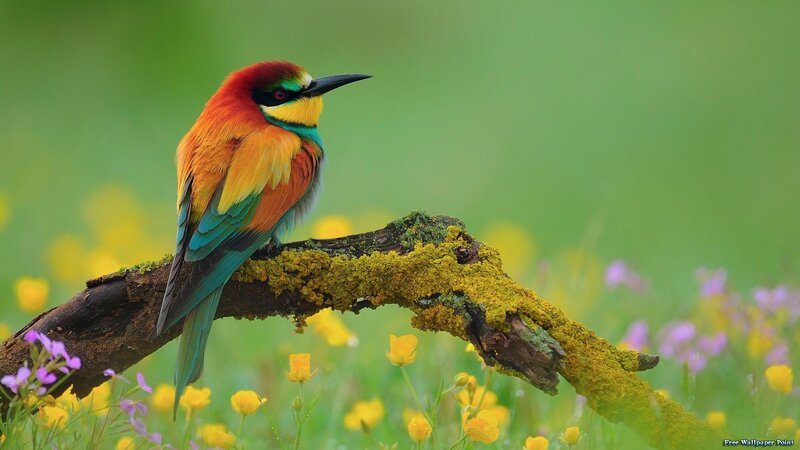 Colorful Bee-eater Bird — Green, Serene, Spring, Photograph, Branch