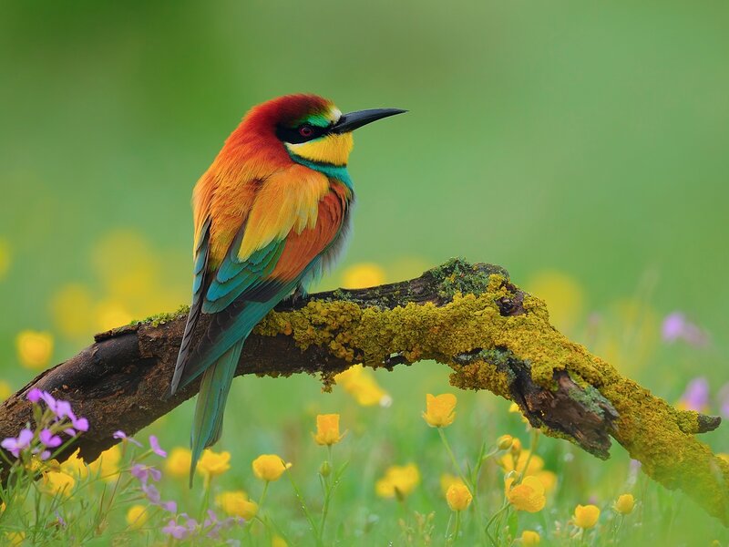 Colorful Bee-eater Bird — Green, Serene, Spring, Photograph