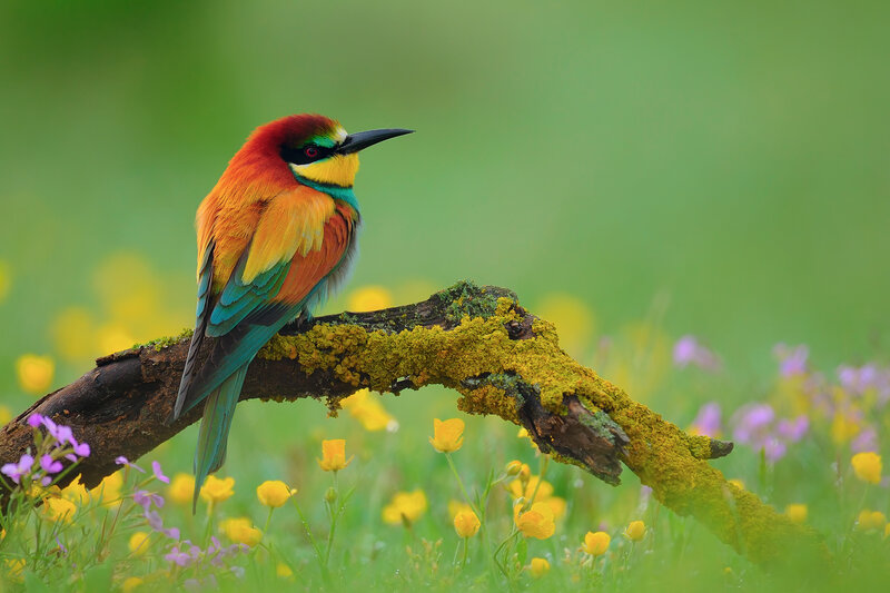 Colorful Bee-eater Bird — Green, Serene