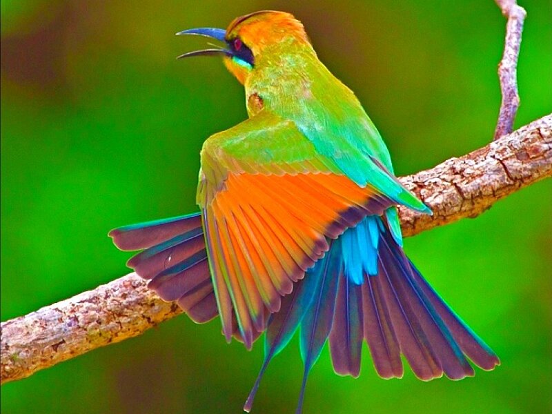 Colorful Bee-eater Bird — Green