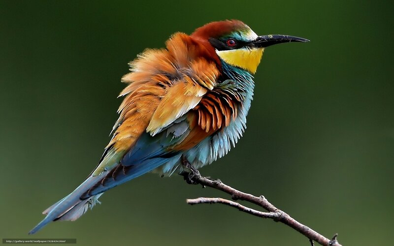 colorful bee-eater bird