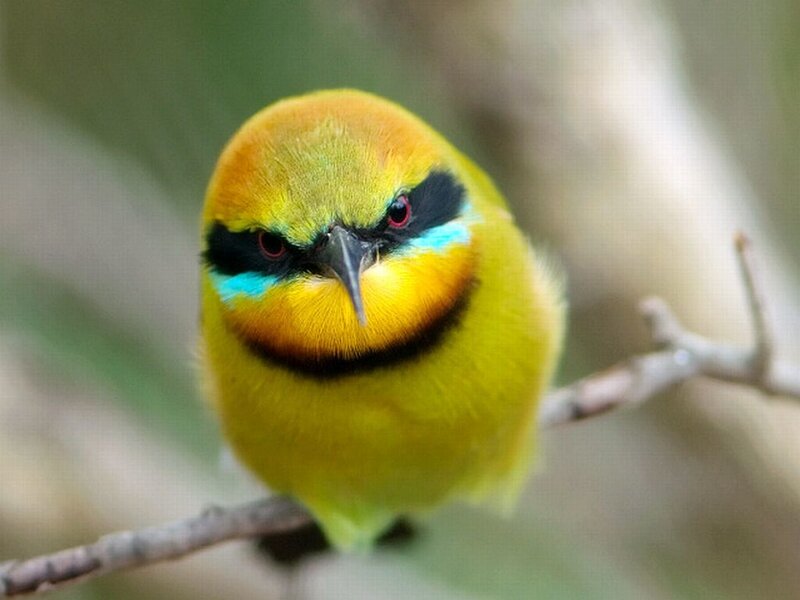 Colorful Bee-eater Bird — Yellow