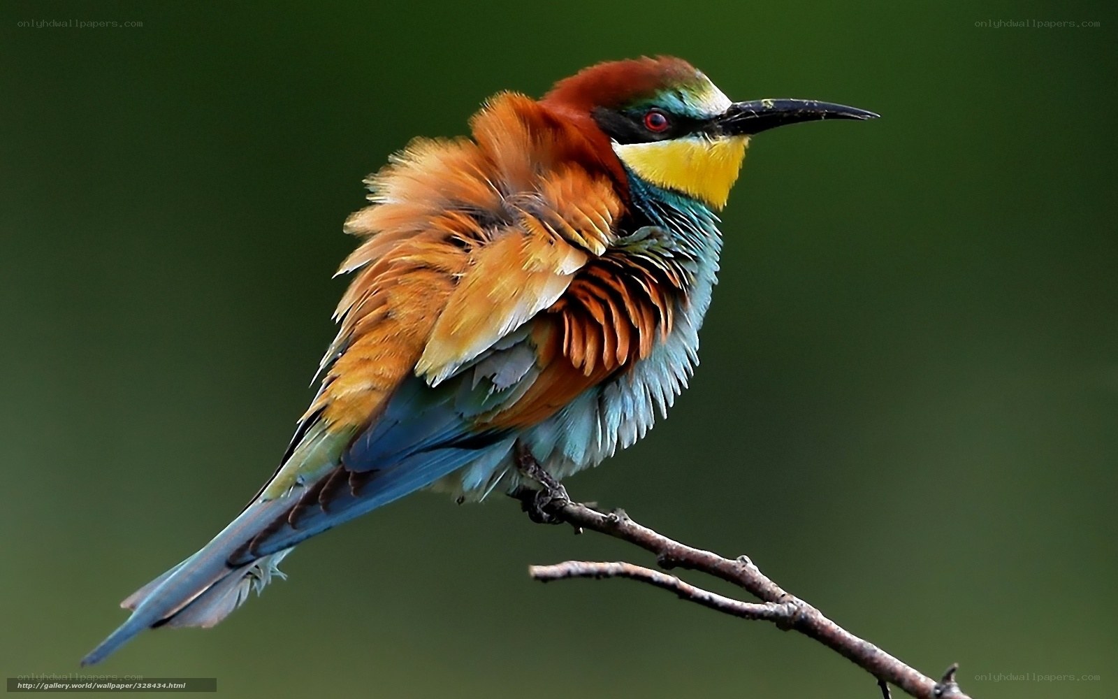 colorful bee-eater bird