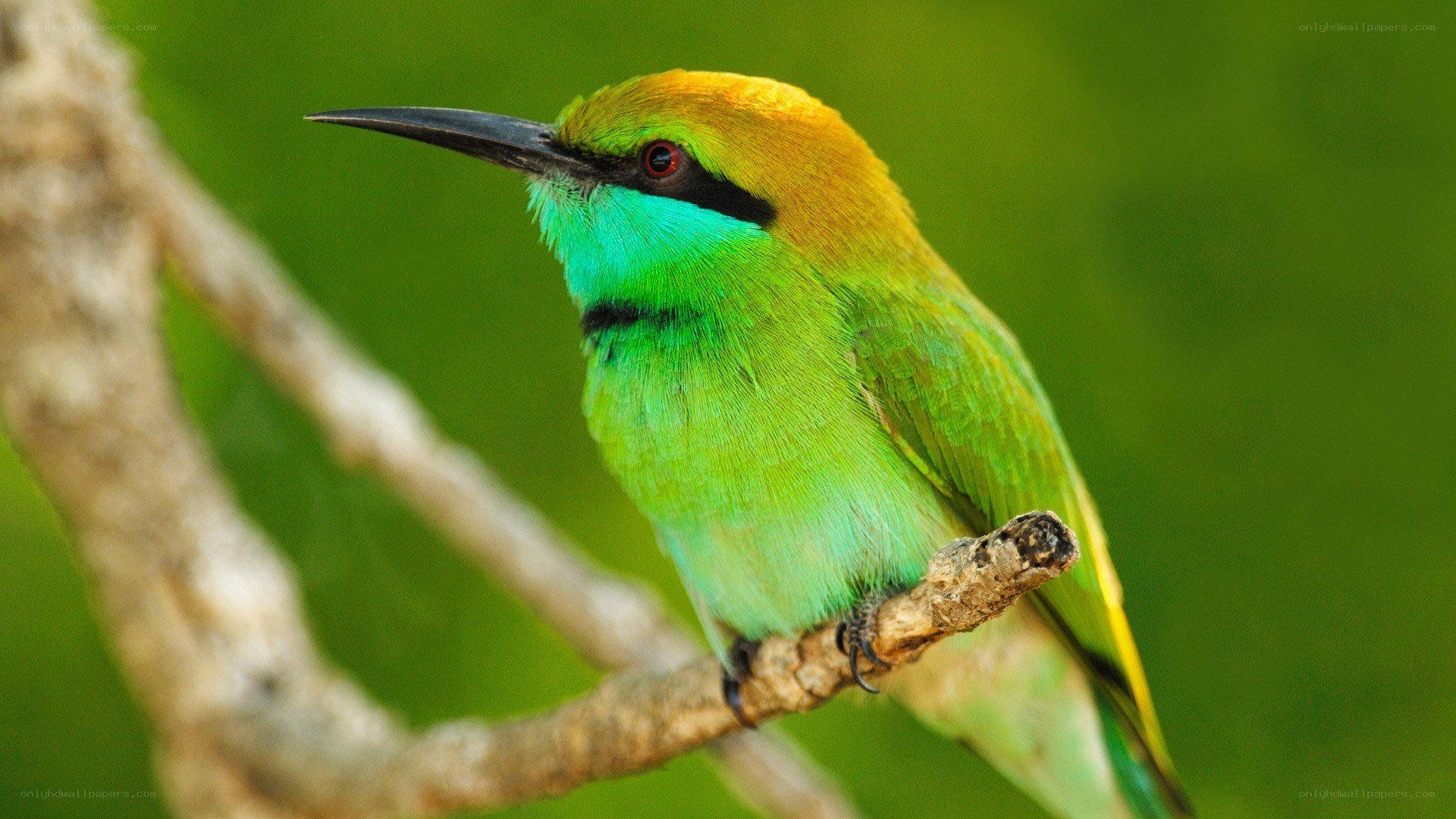 colorful bee-eater perched on branch