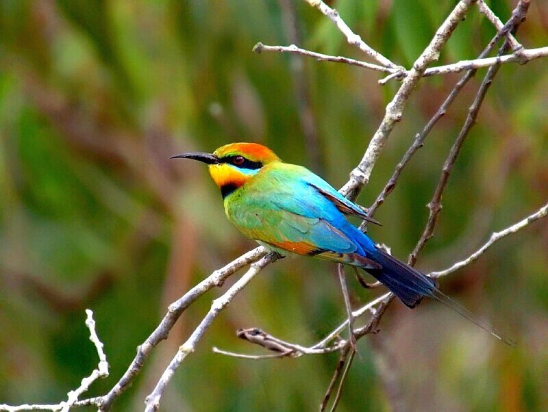 colorful bee-eater perched