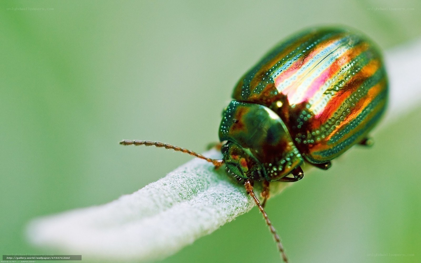 colorful beetle on a leaf