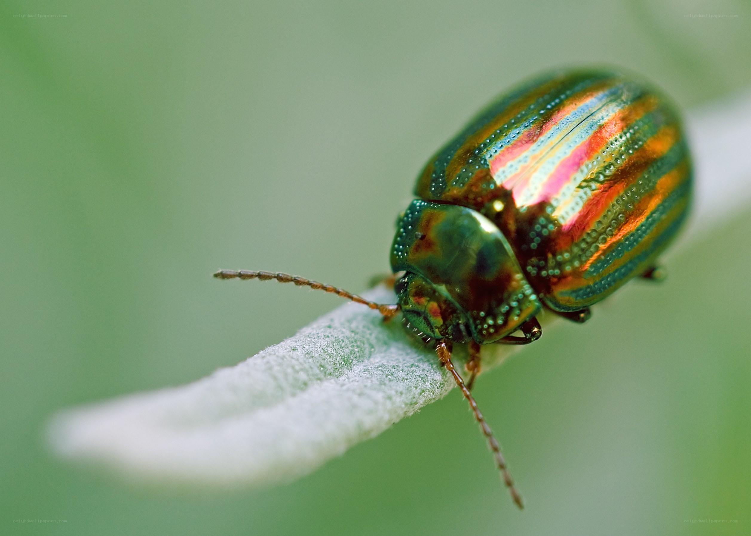 colorful beetle on a leaf