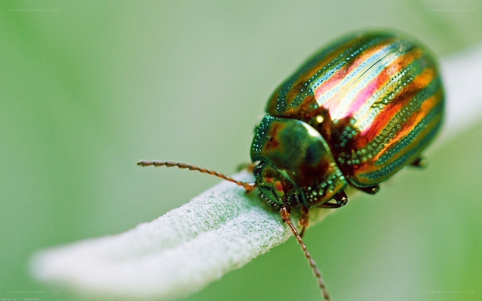 Colorful beetle on a leaf