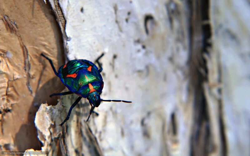 Colorful Beetle on Bark — Green