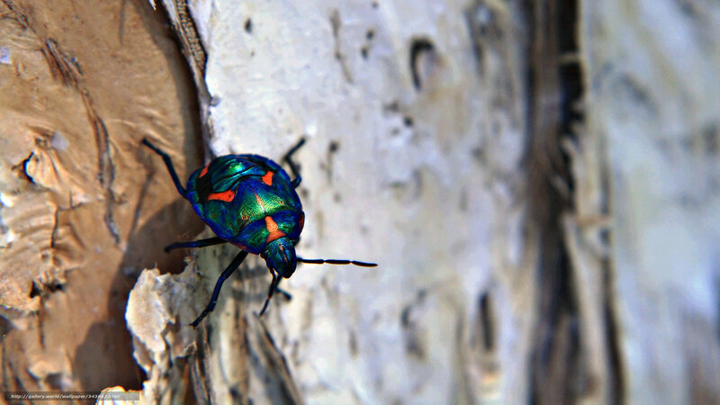 Colorful Beetle on Bark