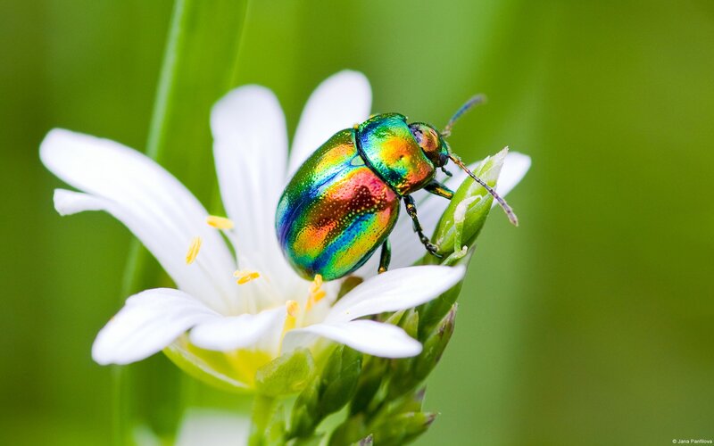 Colorful Beetle on Flower