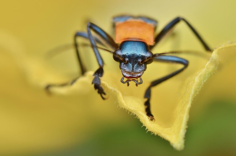 Colorful Beetle on Flower — Yellow
