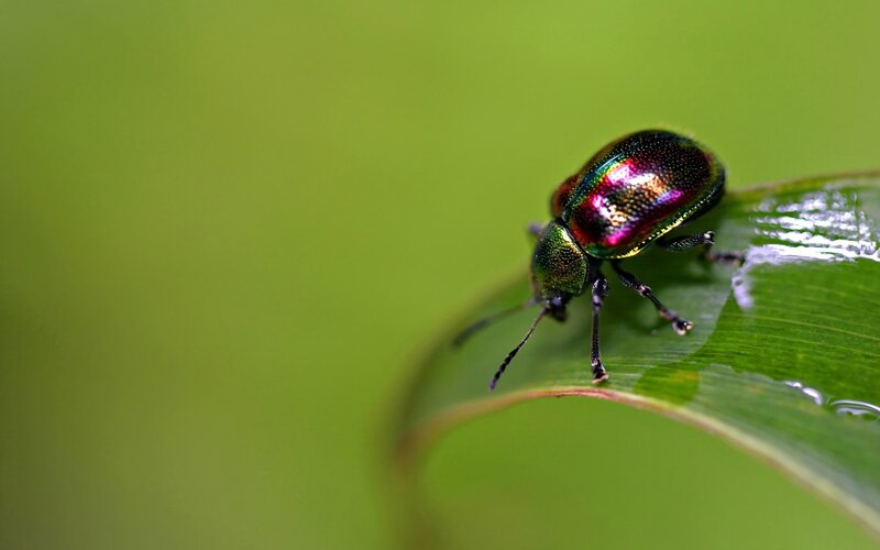 colorful beetle on green leaf