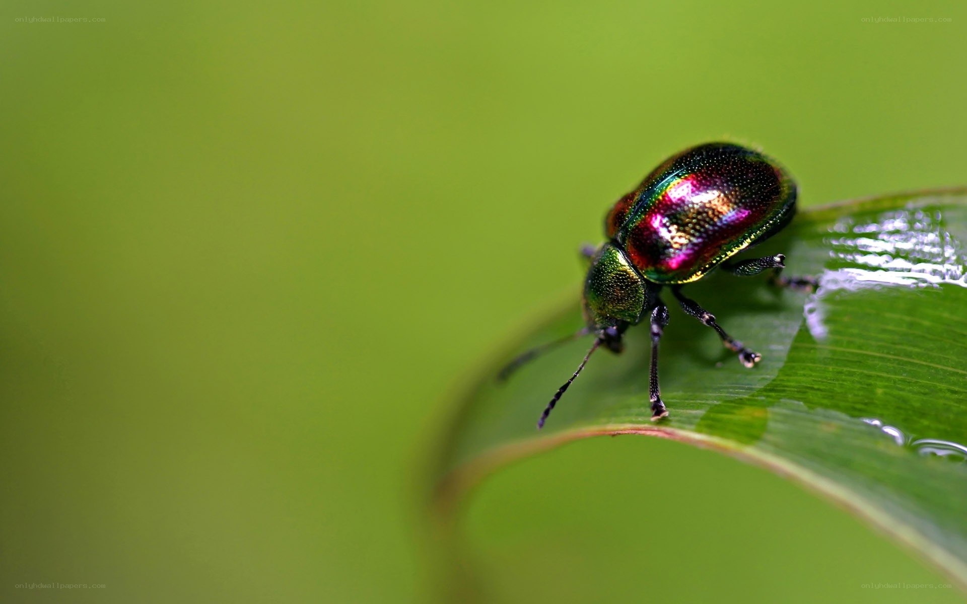 colorful beetle on green leaf