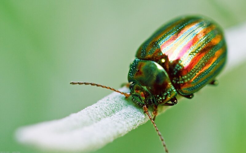 Colorful Beetle on Leaf — Green, Natural, Photograph, Insect, Rainbow
