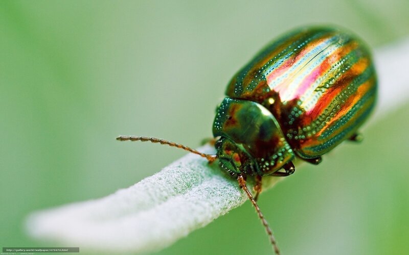 Colorful Beetle on Leaf — Green, Natural