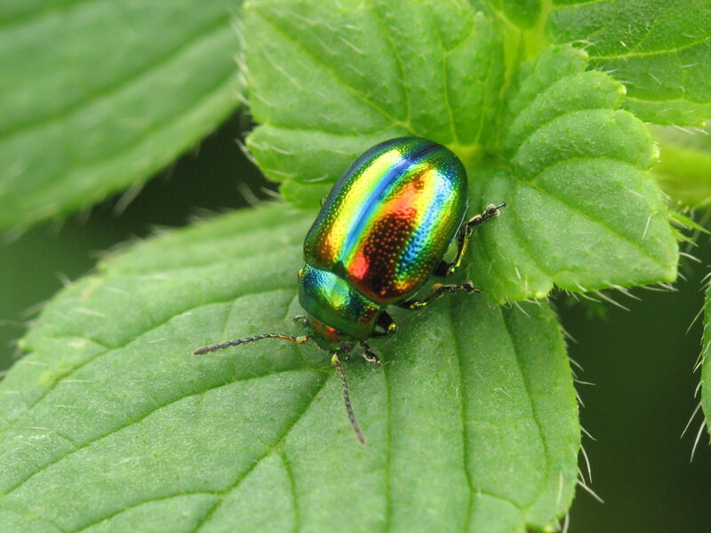 Colorful Beetle on Leaf — Green