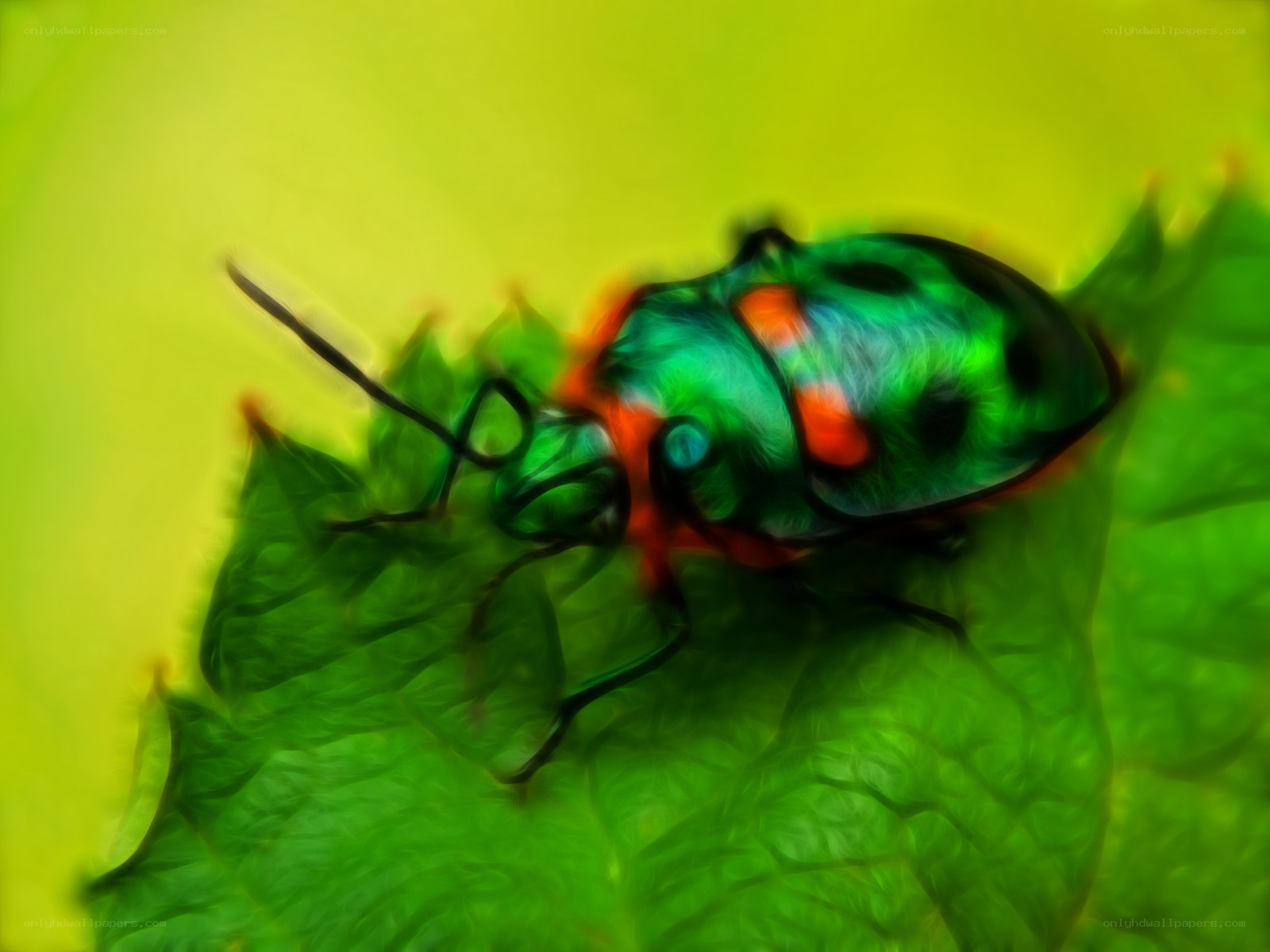 colorful beetle on leaf