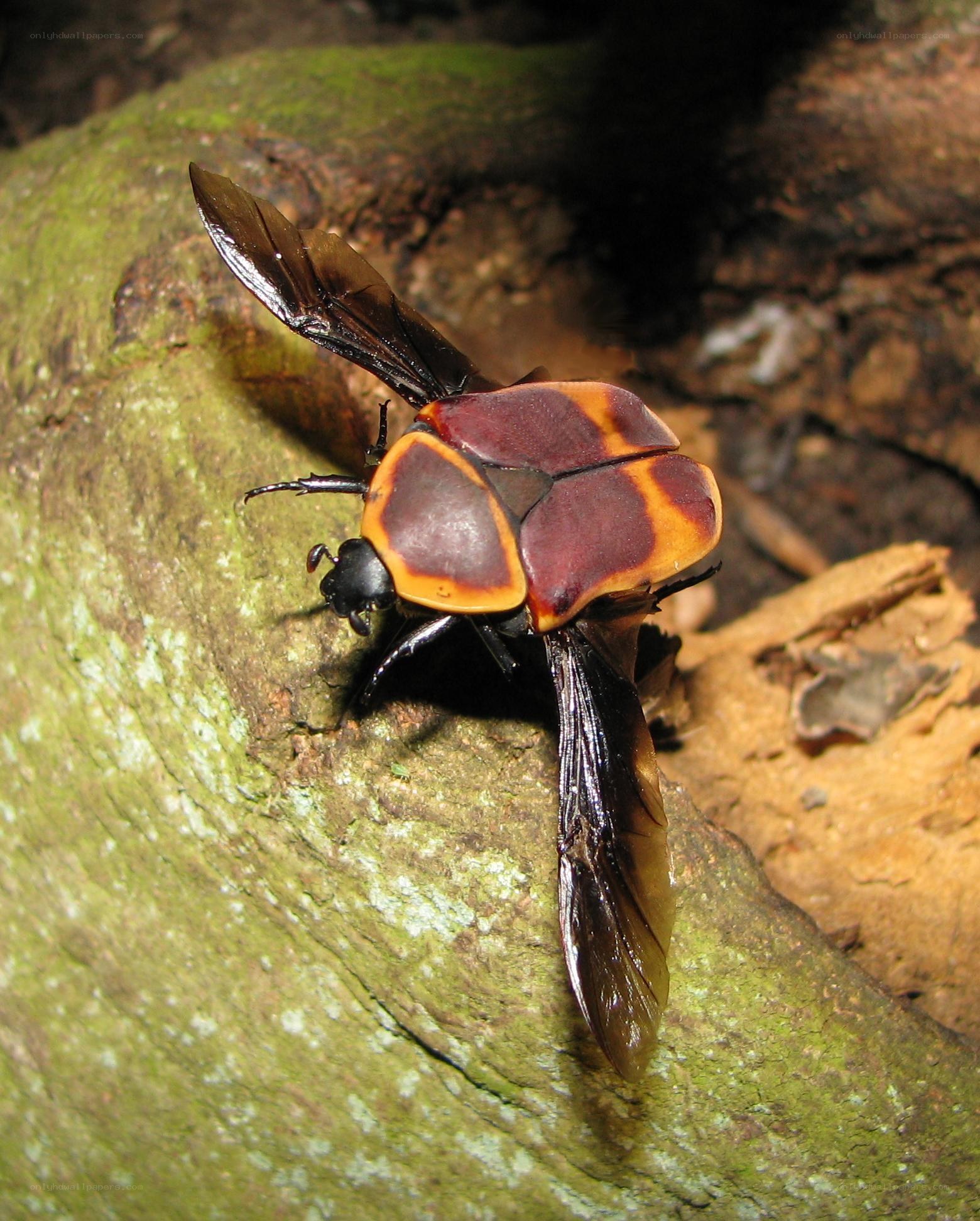 colorful beetle on mossy log