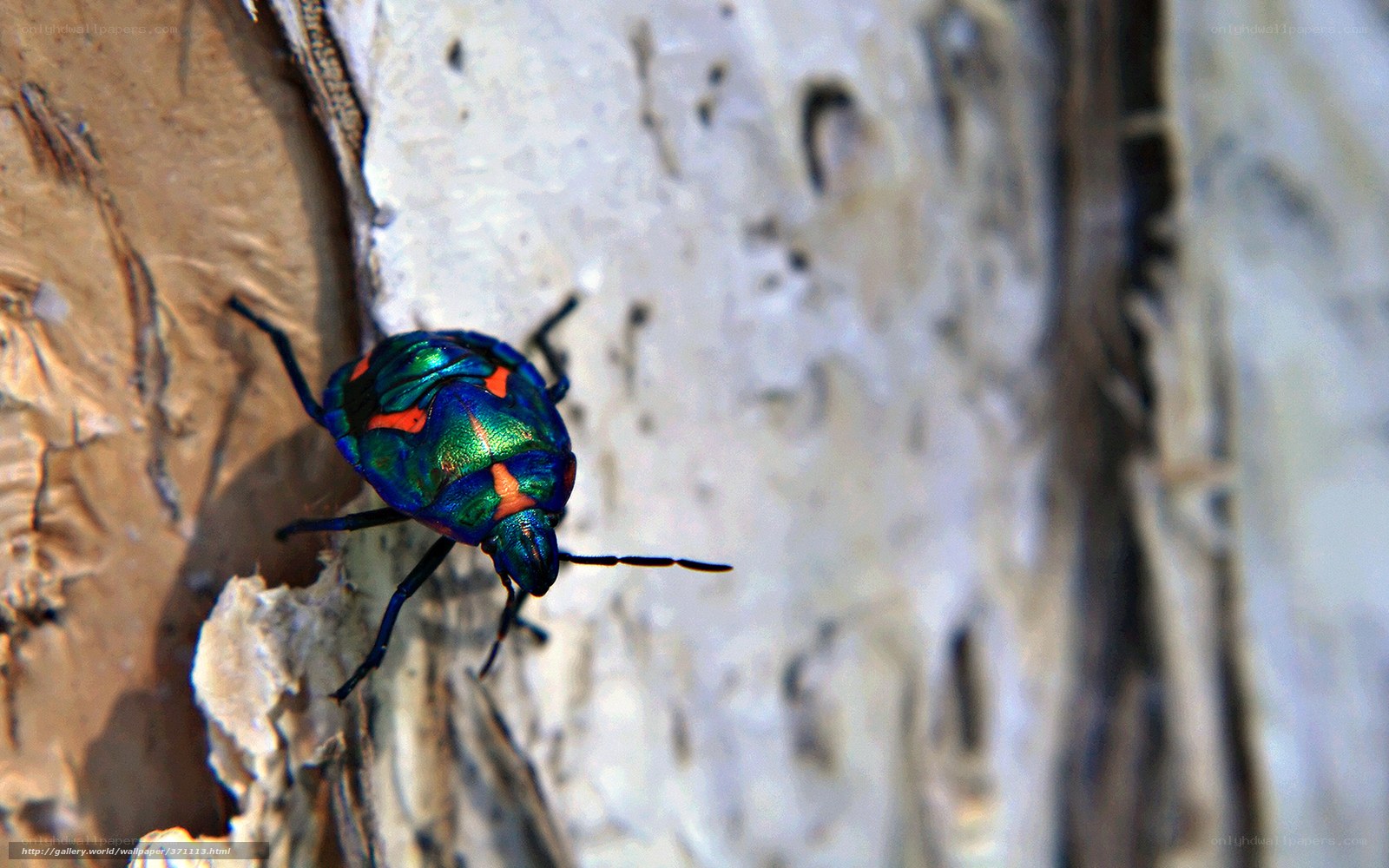 colorful beetle on tree bark