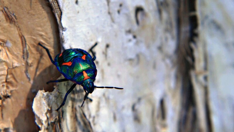 colorful beetle on tree bark