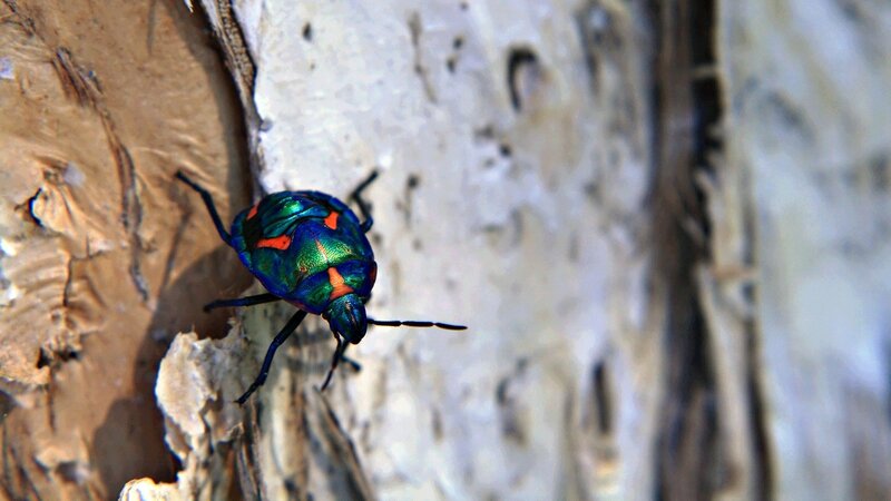 colorful beetle on tree bark