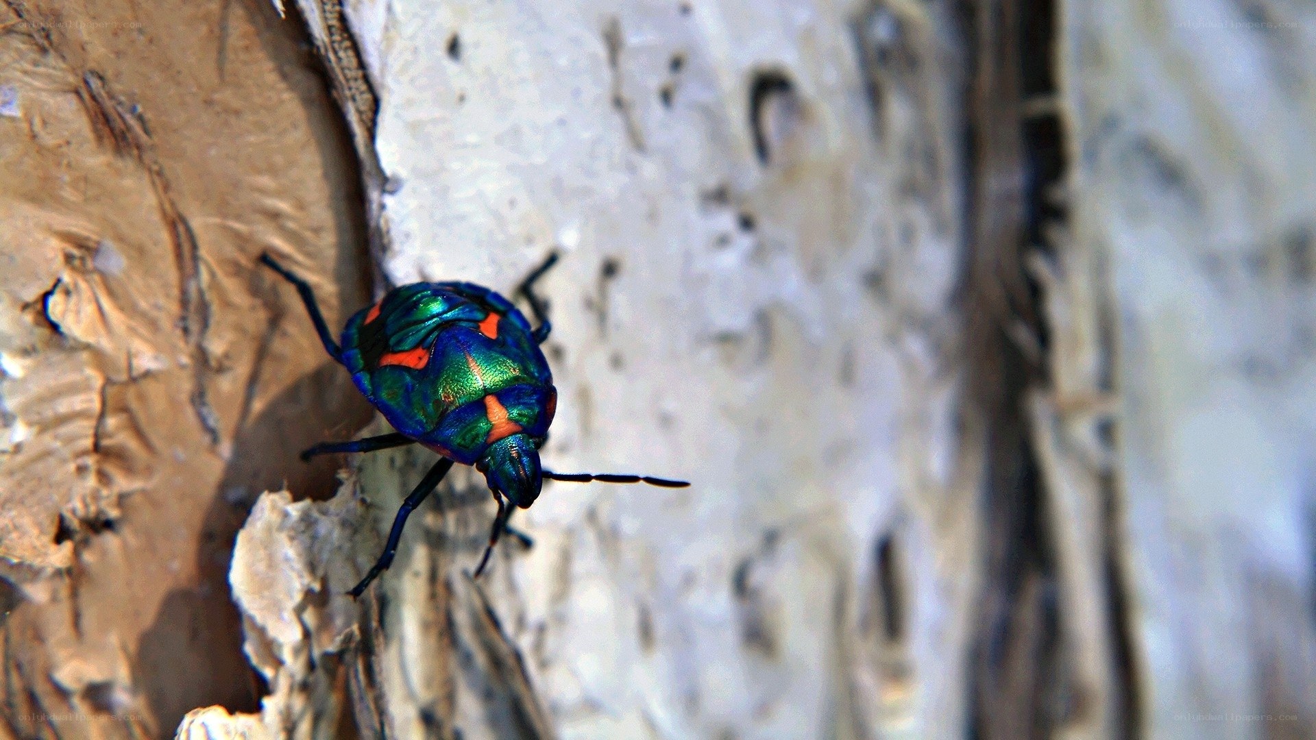 colorful beetle on tree bark