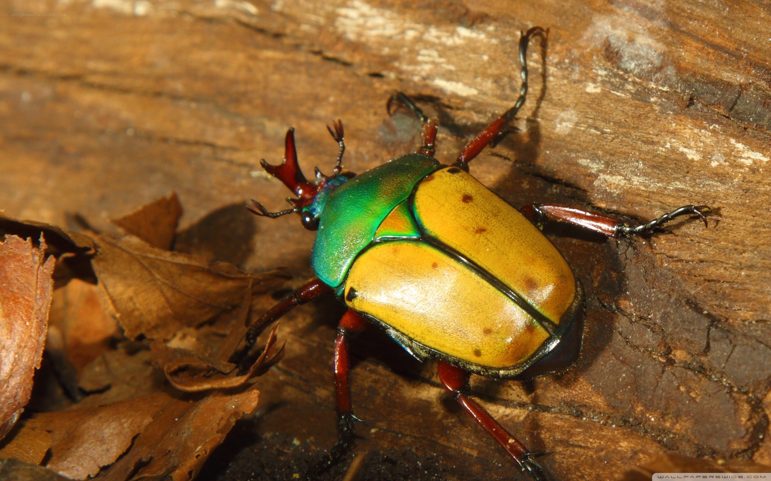 colorful beetle on wood