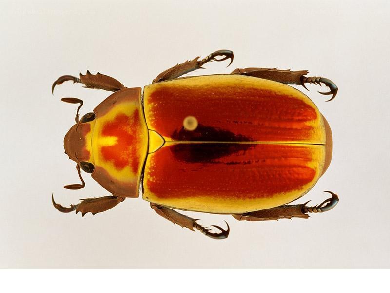colorful beetle specimen