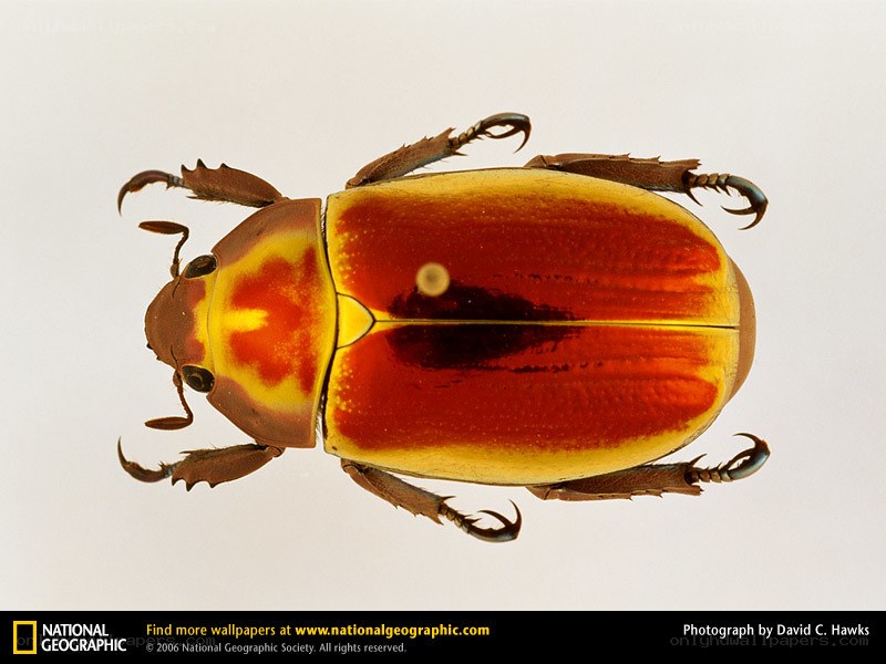 colorful beetle specimen