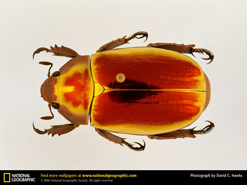 Colorful Beetle