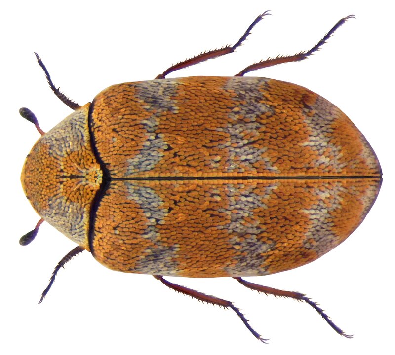colorful beetle with textured shell