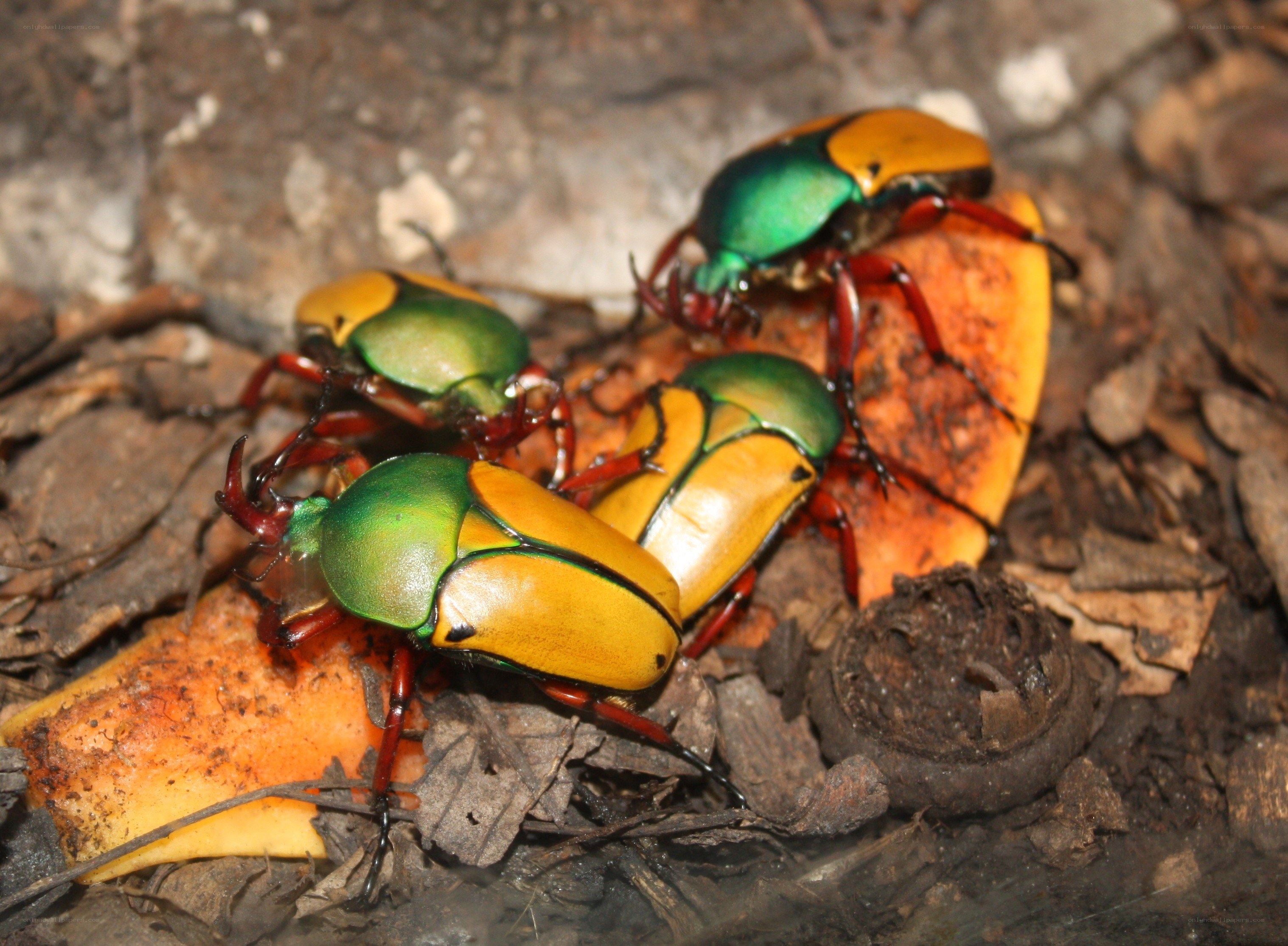 Colorful beetles on fruit