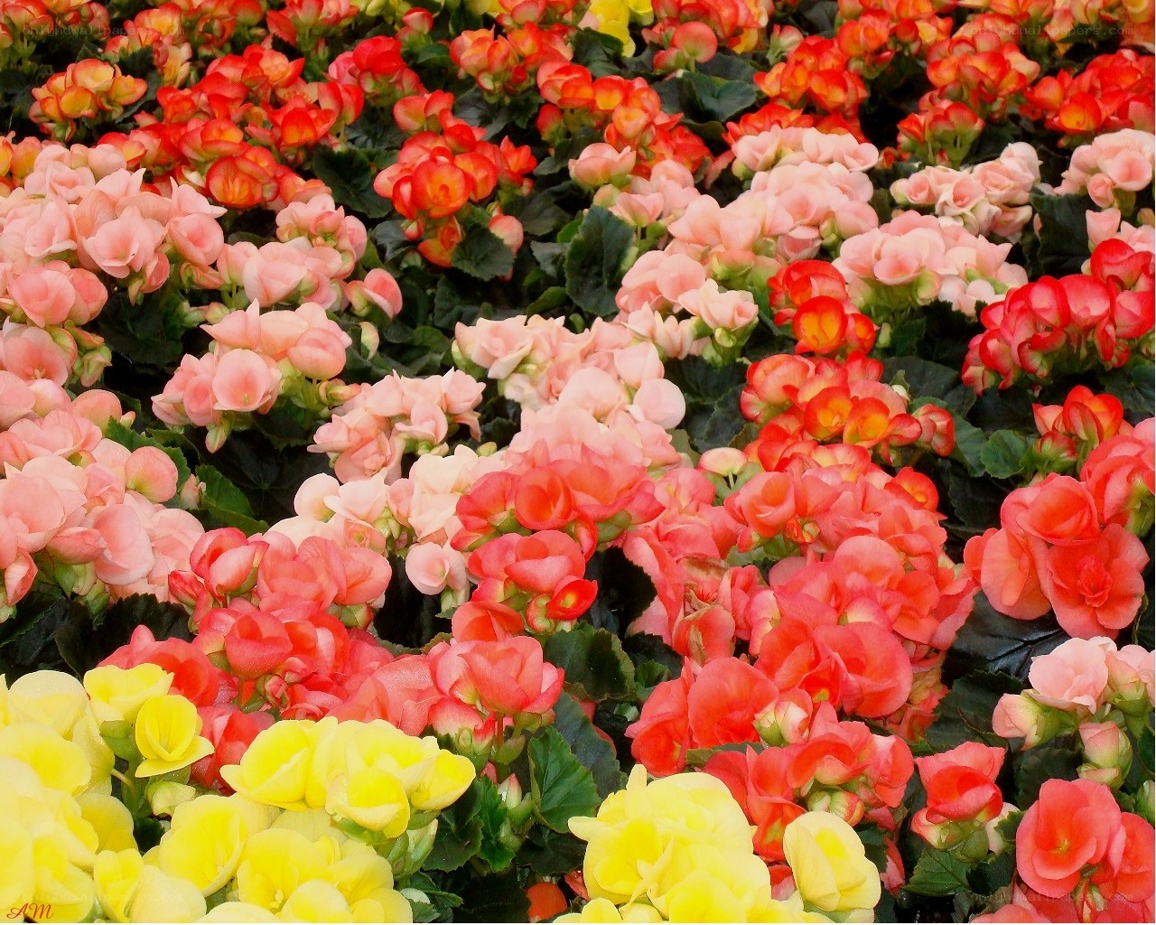 Colorful begonia flower display