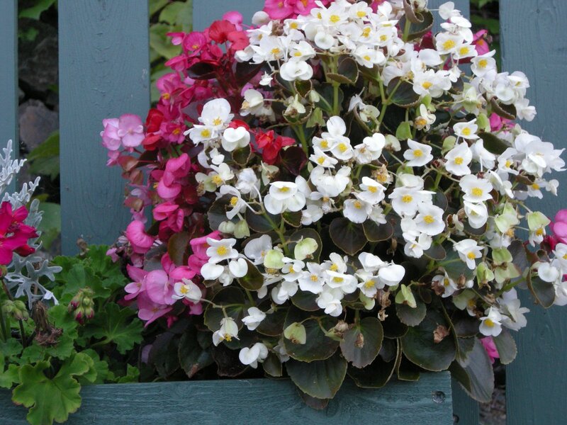 Colorful begonia flowers in planter
