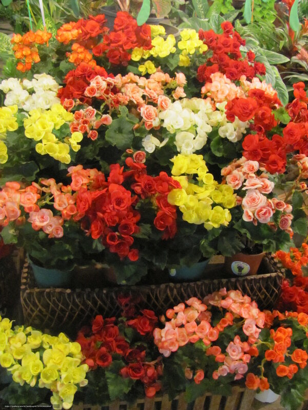 Colorful begonia flowers in pots