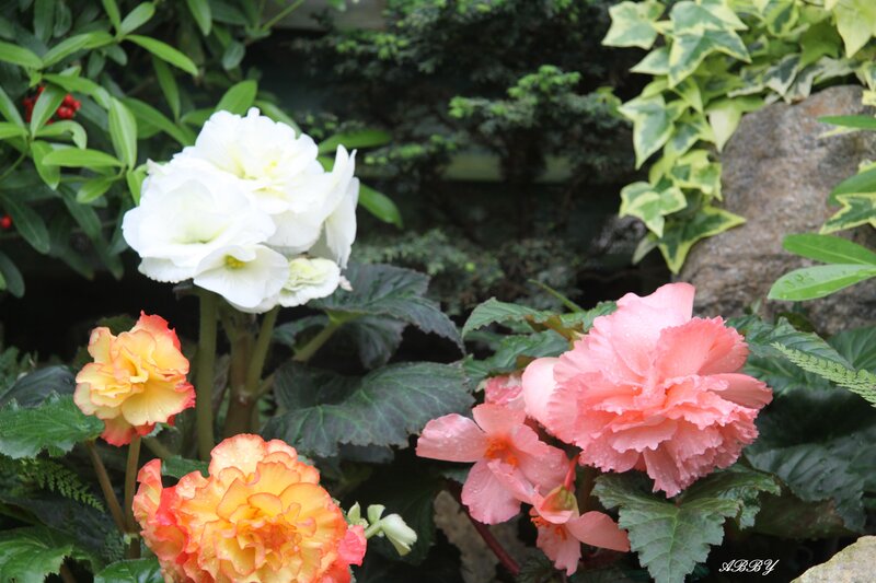 Colorful Begonia Flowers — Pink