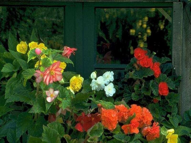 Colorful Begonia Flowers — Red, Calm