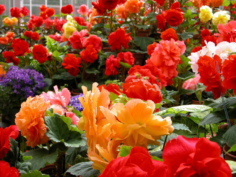 Colorful Begonia Flowers — Red