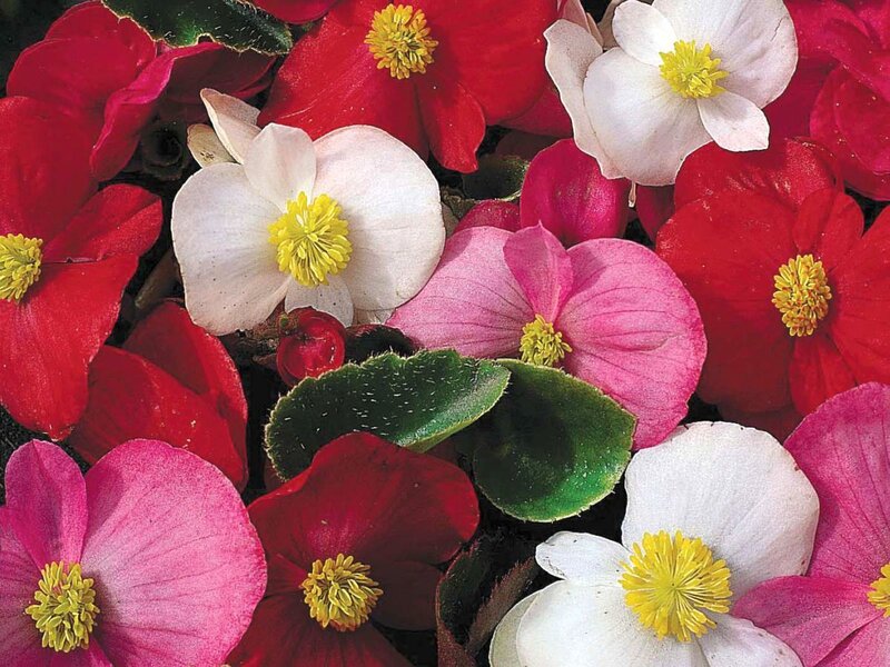 Colorful Begonia Flowers — Red, Vibrant