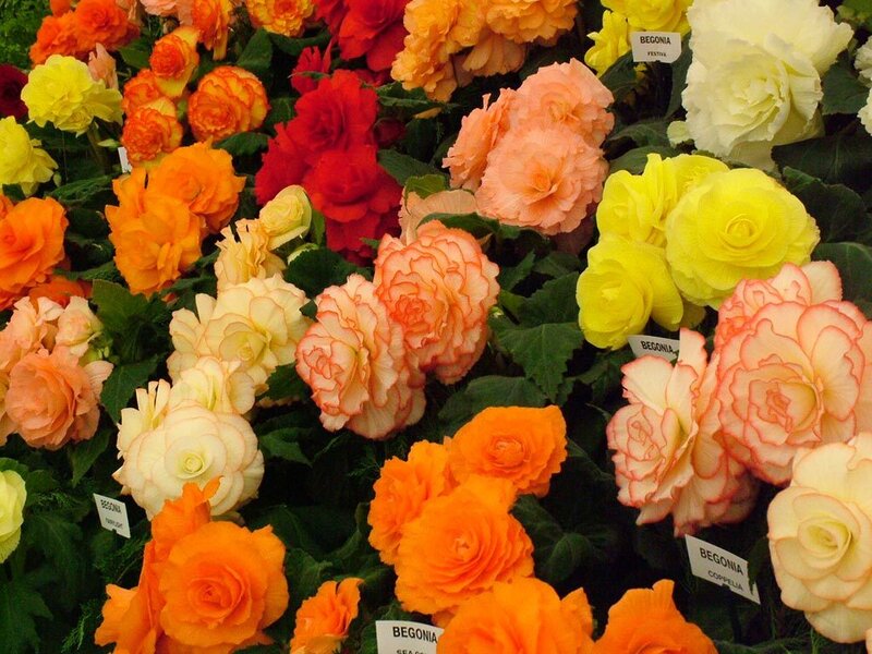 Colorful begonia flowers