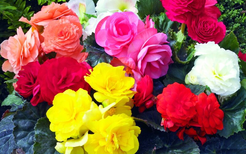 Colorful Begonia Flowers — Yellow, Vibrant