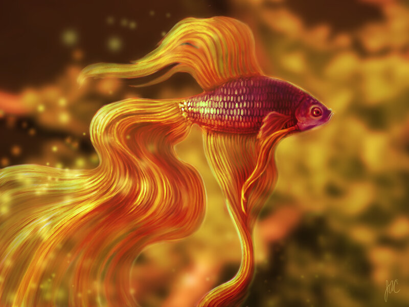 Colorful Betta Fish — Gold