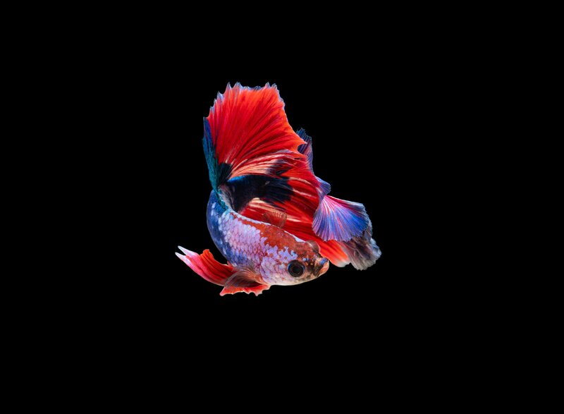 Colorful Betta Fish — Red