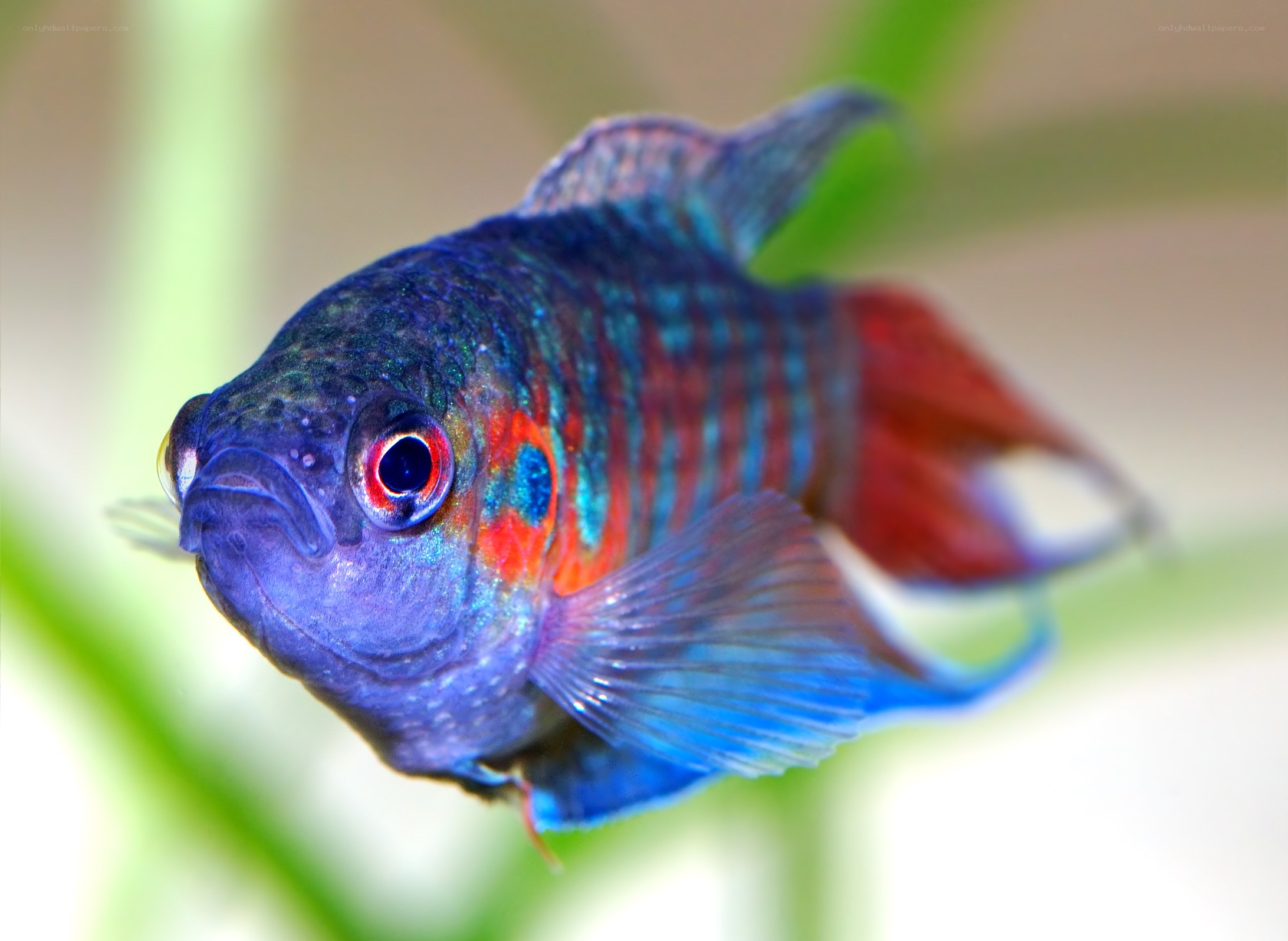colorful betta fish
