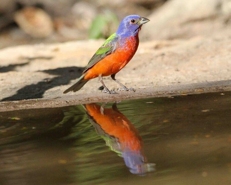 Colorful Bird at Water — Blue