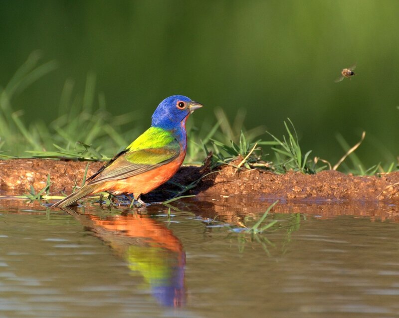Colorful Bird at Water